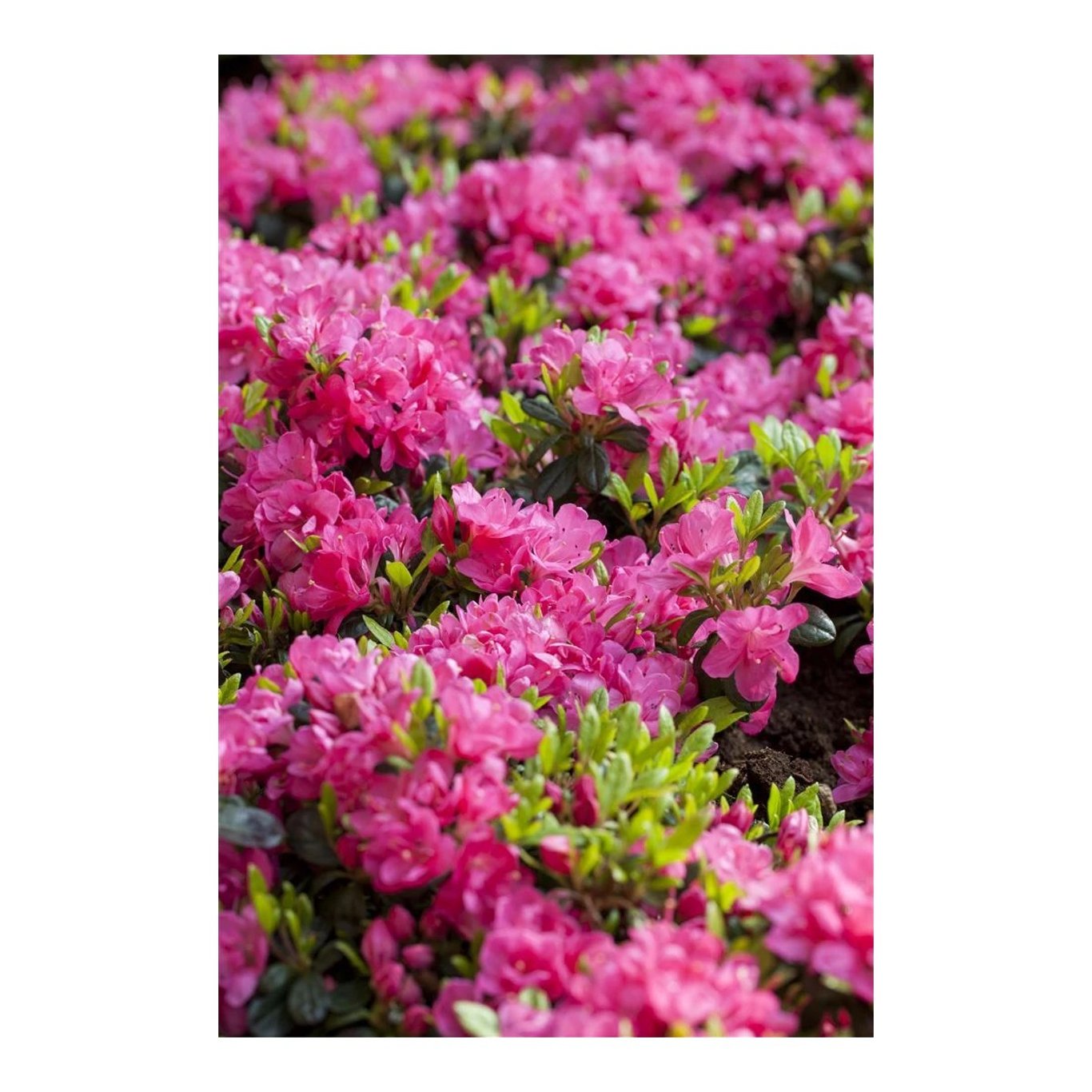 Rhododendron – Rhododendron (AZ); 'Canzonetta' - C2 15-20 CM